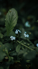 Beautiful spring flowers in a wild nature