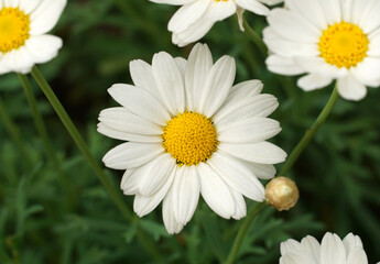 White marguerite daisy flower close up top view