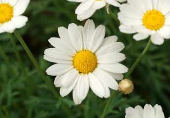 Fototapeta premium White marguerite daisy flower close up top view