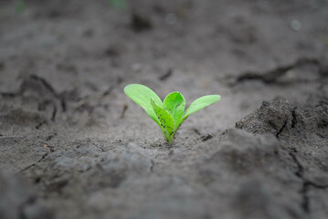 Green plant growing in black soil