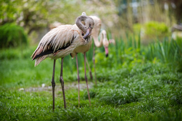 young flamingo in nature park