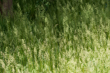 green grass texture