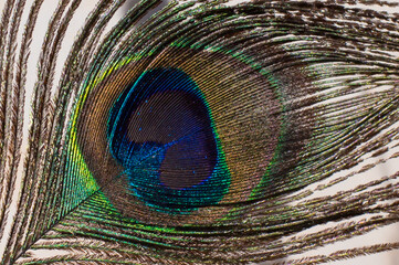 Peacock feather close-up, exotic natural background, rainbow peacock eye
