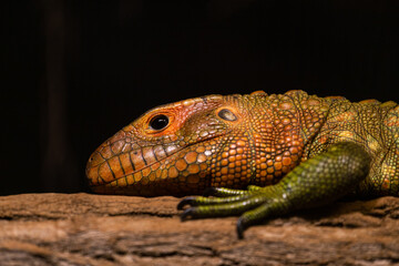 Naklejka premium northern caiman lizard in nature