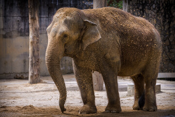 Naklejka premium elephant