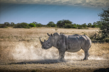 White Rhino in the Namibia