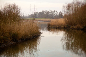 Nature development in Biesbosch National Park, North Brabant, Netherlands