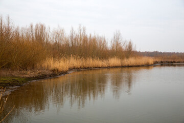 Nature development in Biesbosch National Park, North Brabant, Netherlands