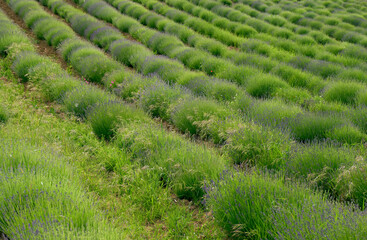 View of a lavender field, early springtime, hilly area of Oltrepo Pavese (Northern Italy, Lombardy Region); this plant is cultivated for its pleasant scent and is used for cosmetic preparations.