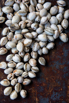 Small clams on rusty surface 