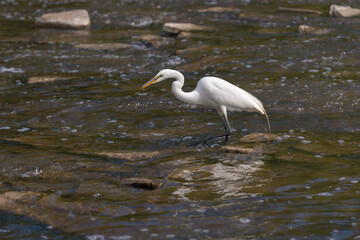 great egret (Ardea alba), common egret, large egret, great white heron standing in rapidly moving shallow river bed catching fish