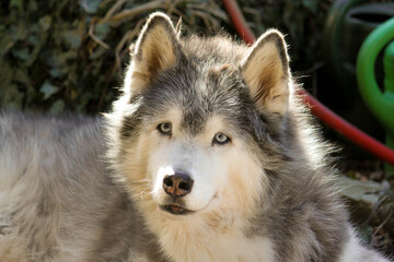 head portrait of an old husky in the garden