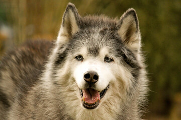 head portrait of an old husky in the garden