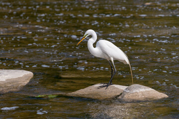 great egret (Ardea alba), common egret, large egret, great white heron standing in rapidly moving shallow river bed catching fish