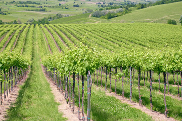 Fototapeta na wymiar Springtime view of the vineyards of Oltrepo Pavese, hilly countryside area in the Northern of Italy (Lombardy Region, Pavia Province); it's famous for its valuable red wines.