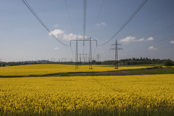 Skåne landscape with yellow canola fields (rapeseed field) - 436507526