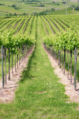 Fototapeta premium Springtime view of the vineyards of Oltrepo Pavese, hilly countryside area in the Northern of Italy (Lombardy Region, Pavia Province); it's famous for its valuable red wines.