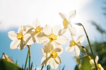 Daffodils on the background of bright blue sky with light clouds. The concept of summer flowering, growing flowers, gardening. Image suitable for posters, postcards, photo pictures..