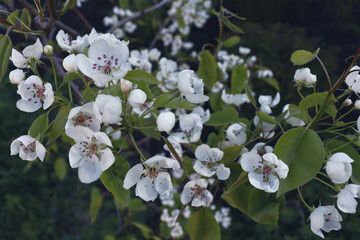Abricot blossoms background in garden