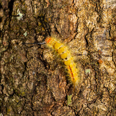 A hairy yellow and orange colored Fir Tussock Moth (Orgyia detrita) crawling on a tree, Hernando County, Florida, USA