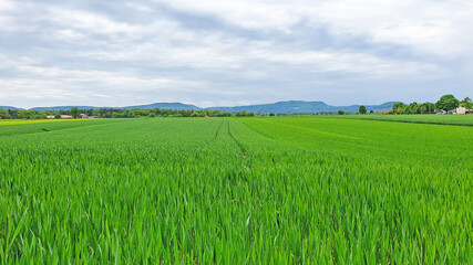 Beautiful greenfield