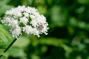 Italian striped bug Graphosoma lineatum italicum