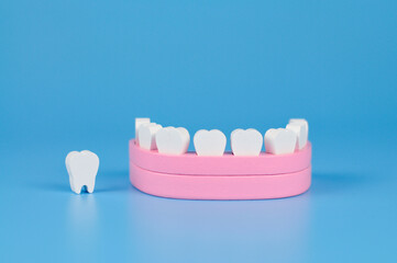 model of teeth for teaching oral hygiene. human jaw model