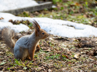 A beautiful squirrel sits on the ground in the park in the spring.