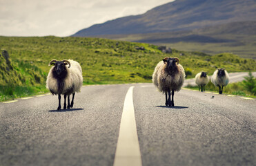 sheep standing in the middle of the road with mountains in the background at Connemara National park in county Galway, Ireland 