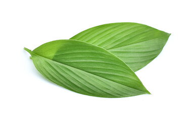 Fresh leaves of turmeric (Curcuma longa) ginger medicinal herbal plant isolated on white...