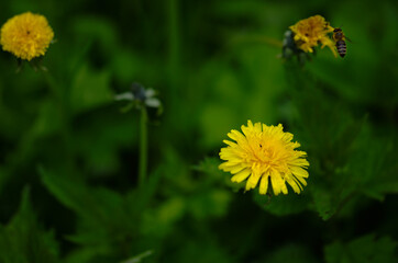 dandelion flower in the grass and flying bee, spring