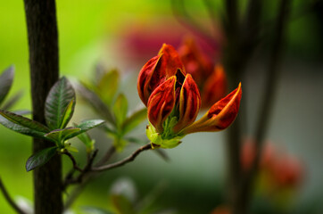 blooming red-orange flower of Azalea, spring
