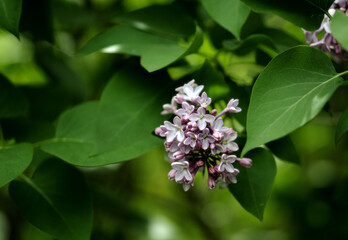 lilac flower and green leaves, spring