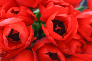 Bright red fresh tulip flowers