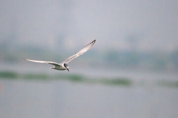 A whiskered tern flying in the sky