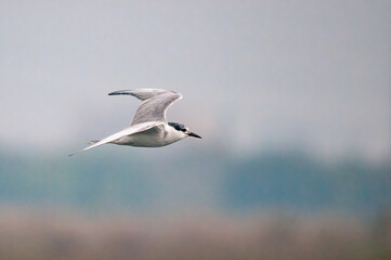Fototapeta na wymiar A whiskered tern flying in the sky