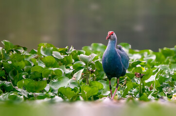 A beautiful portrait of a grey headed swamphen
