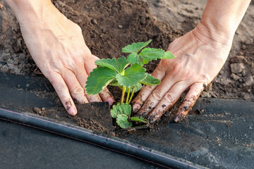 Planting strawberry seedling on spunbond
