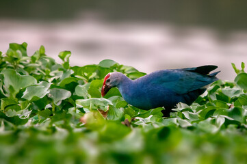 A grey headed swamphen searching food in grass