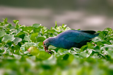 A grey headed swamphen searching food in grass