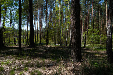 Obraz premium a spring forest on a sunny day