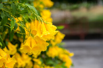 yellow flower after raining on garden summer background