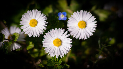 Fiori e natura in primavera, meravigliose margheritine