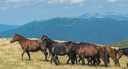Fototapeta na wymiar horses on a mountain meadow 