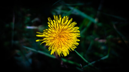 Fiori e natura in primavera © gmpana
