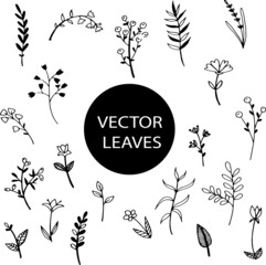 Vector botanical illustration leaves.