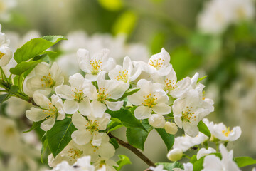 White blossoming apple trees. White apple tree flowers