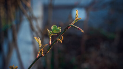 Fiori e natura in primavera