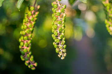 Fiori e natura in primavera