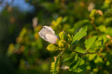 Fiori e natura in primavera
